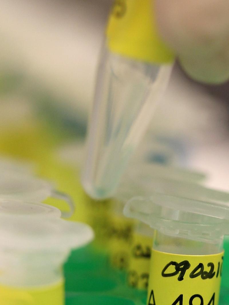 A group of samples on a laboratory